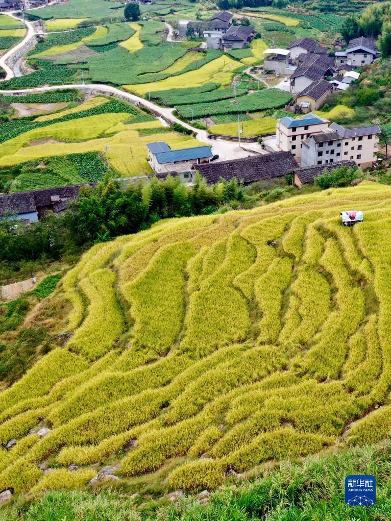 菠菜导航
